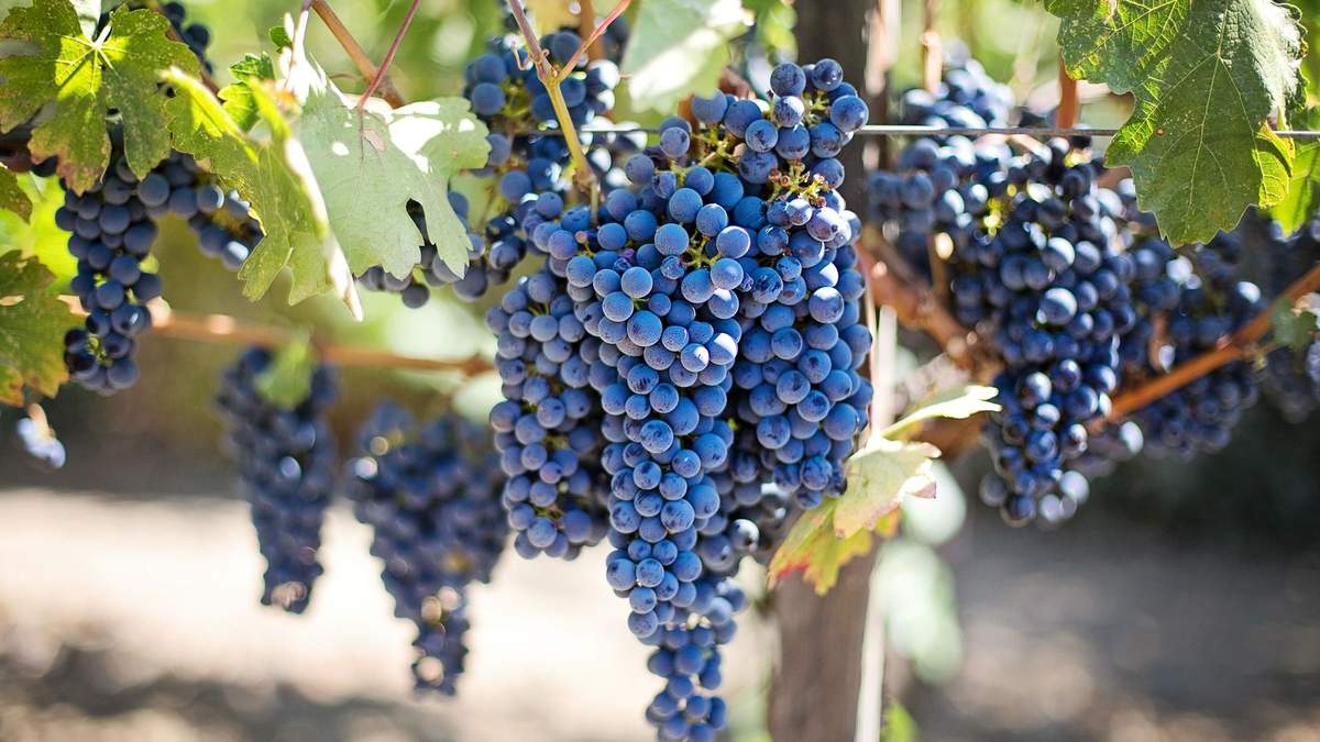 Вино Италия, Франция, Грузия: секреты виноградников