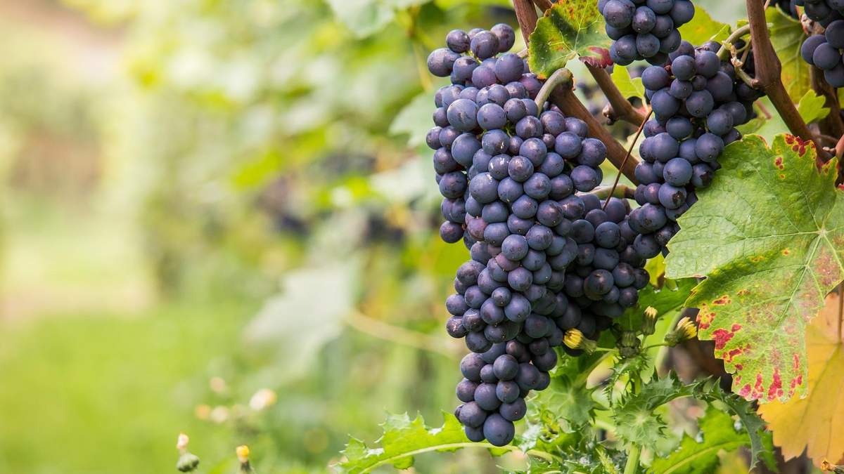 Смак та аромат вина залежить від багатьох факторів