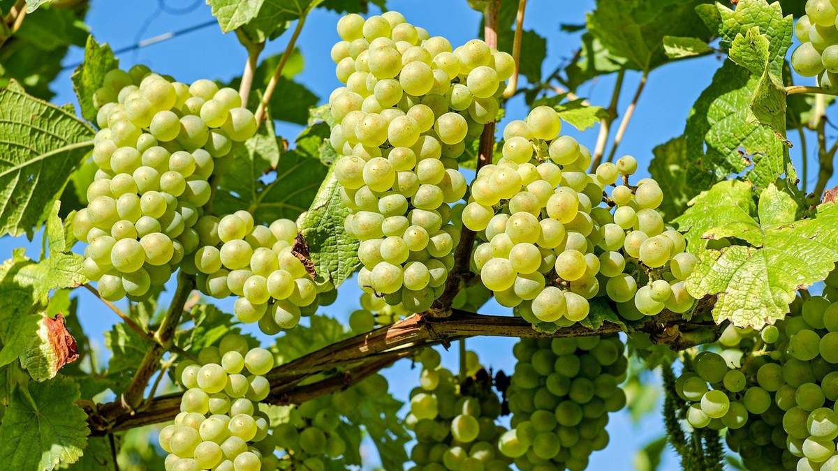 Клони винограду – що це таке – пояснення від виноробів