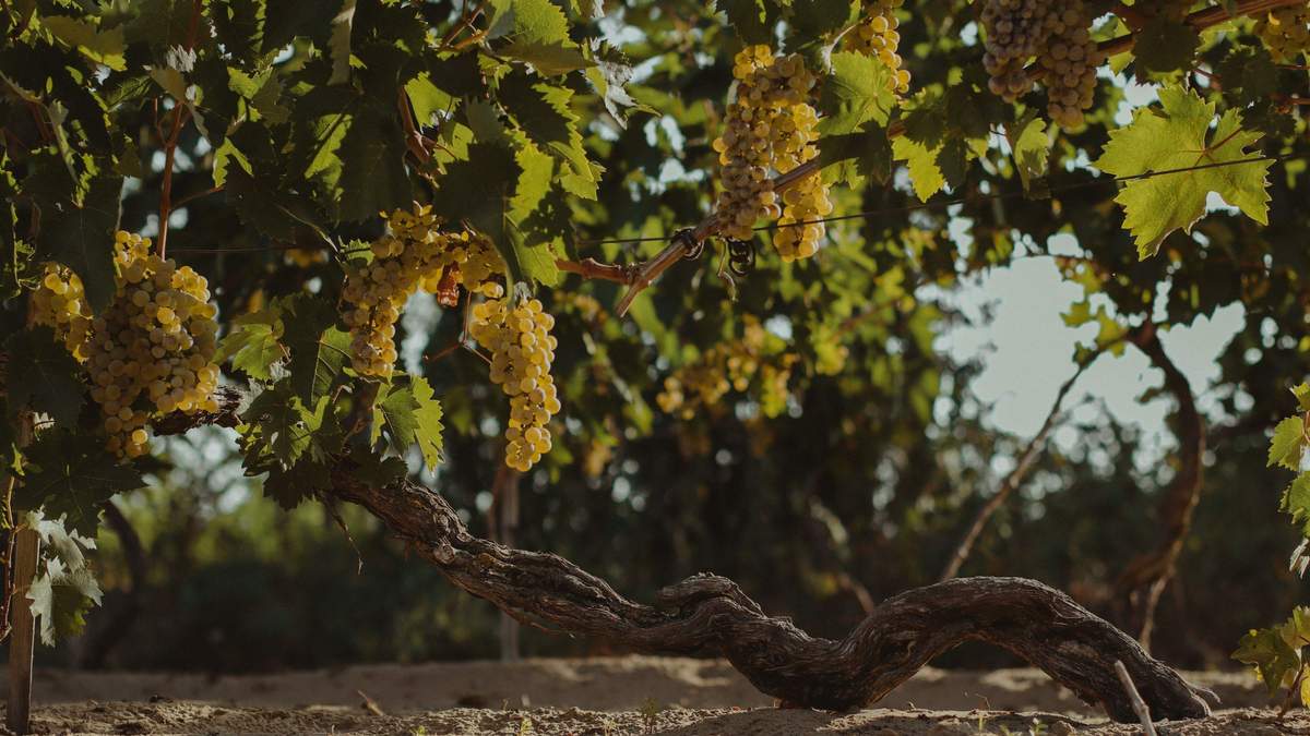 Тельти-Курук: в SHABO рассказали уникальный сорт винограда
