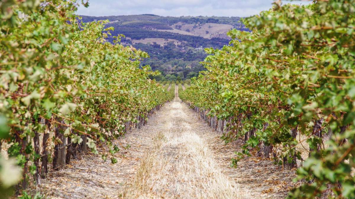 В Австралии составили карту виноградников с помощью спутника и искусственного интеллекта