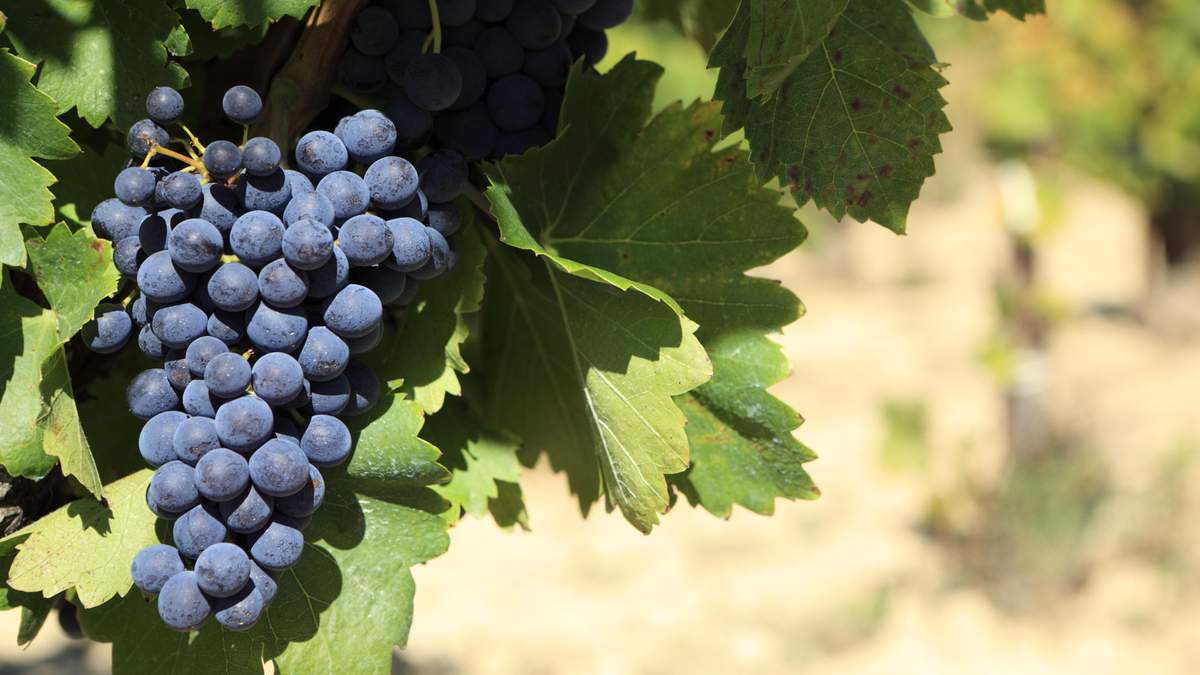 Каберне Фран: що потрібно знати про знаменитий сорт винограду 