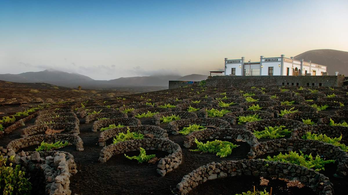 Как работают винодельни на склонах вулканов – впечатляющие фото и подробности