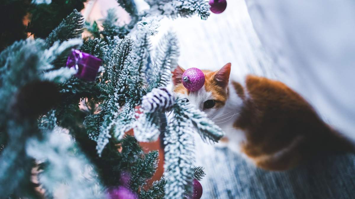 Новогодняя Фотосессия С Котом Новогодняя Фотосессия С Котом