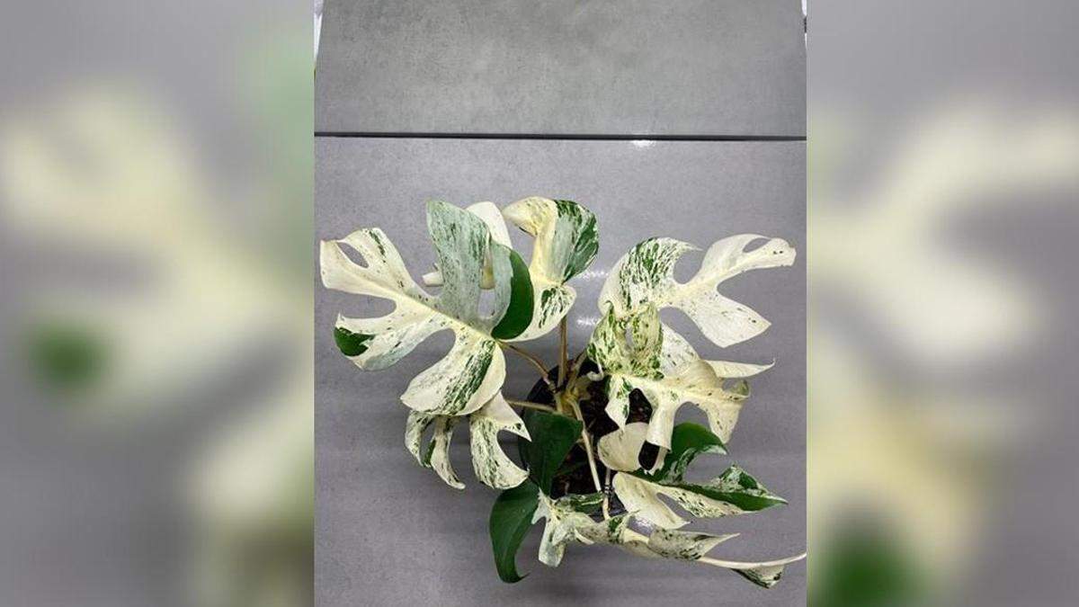 На аукціоні продали кімнатну рослину за 19 тисяч доларів: як вона виглядає