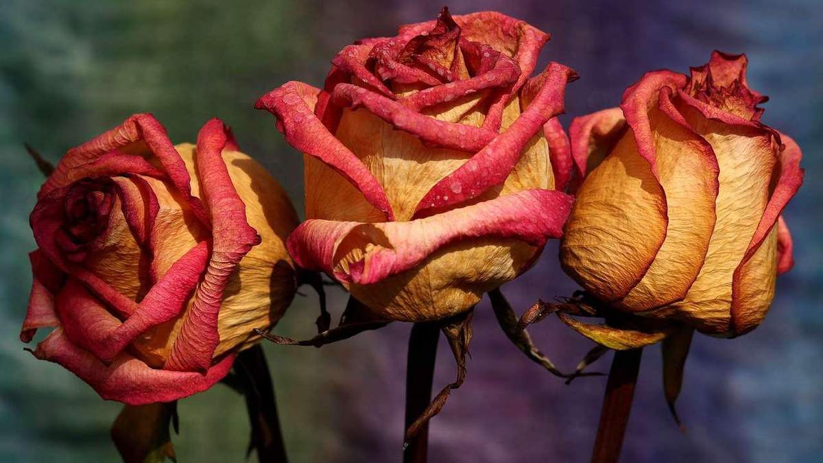 Сохраните свои воспоминания: 4 простых способа высушить цветы