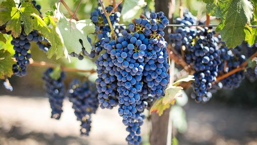Вино і мапа світу: секрети виноградників Італії, Франції та Грузії