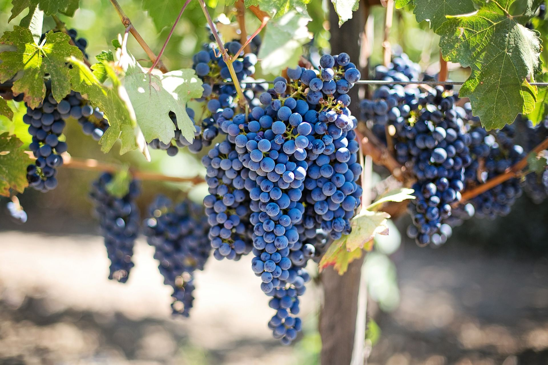 Вино Італія, Франція, Грузія: секрети виноградників