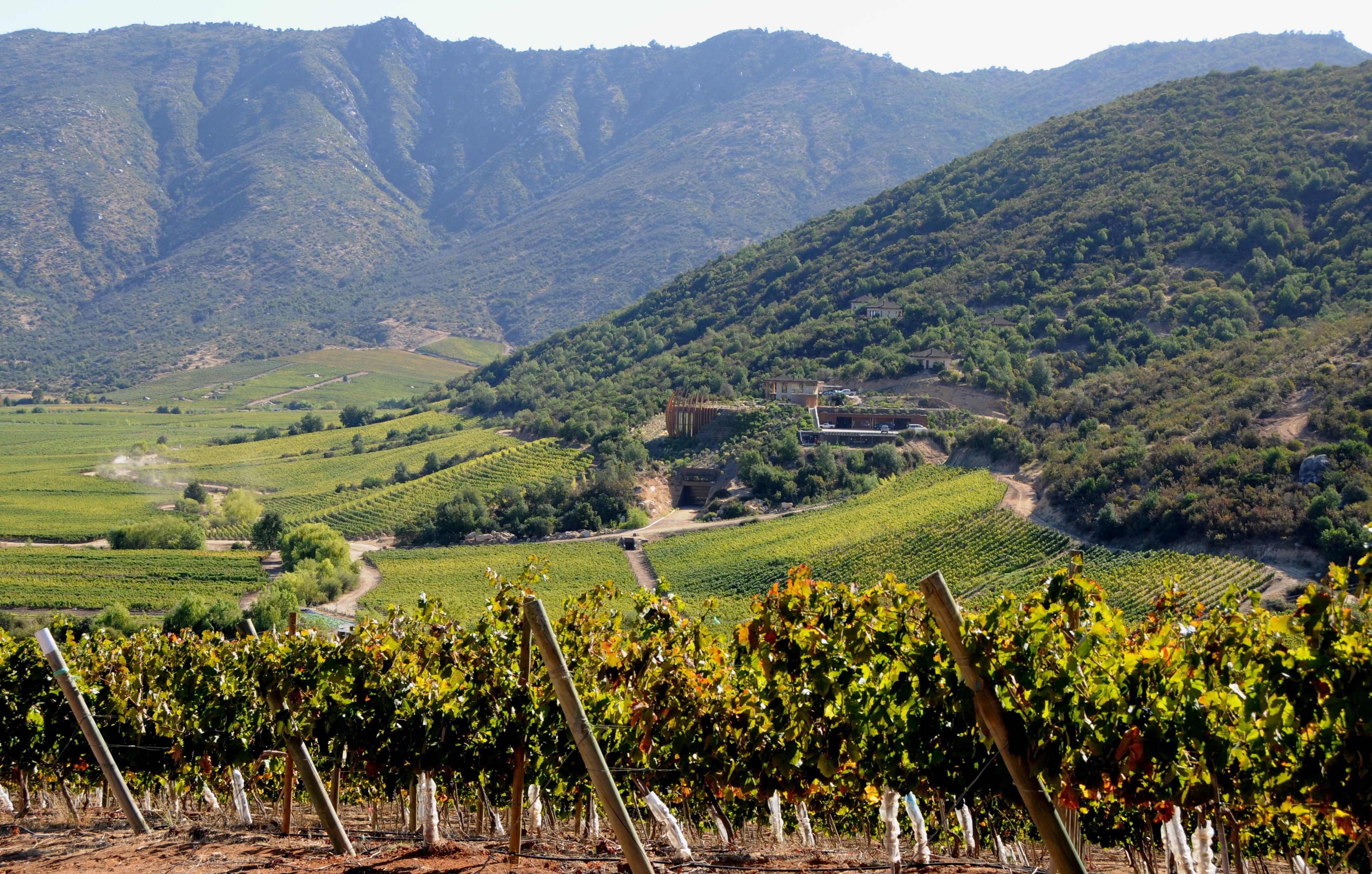 Виноделие в Чили