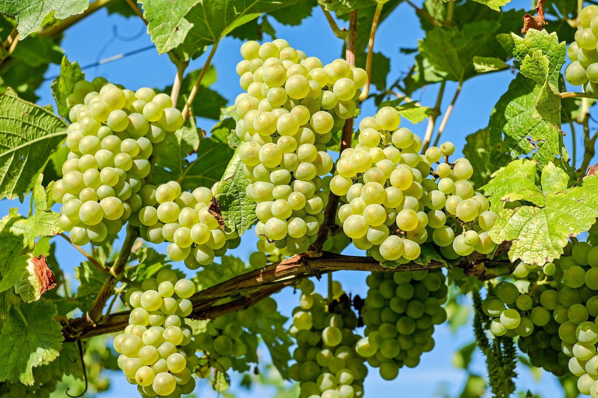 Клоны винограда – что это такое – объяснения от виноделов