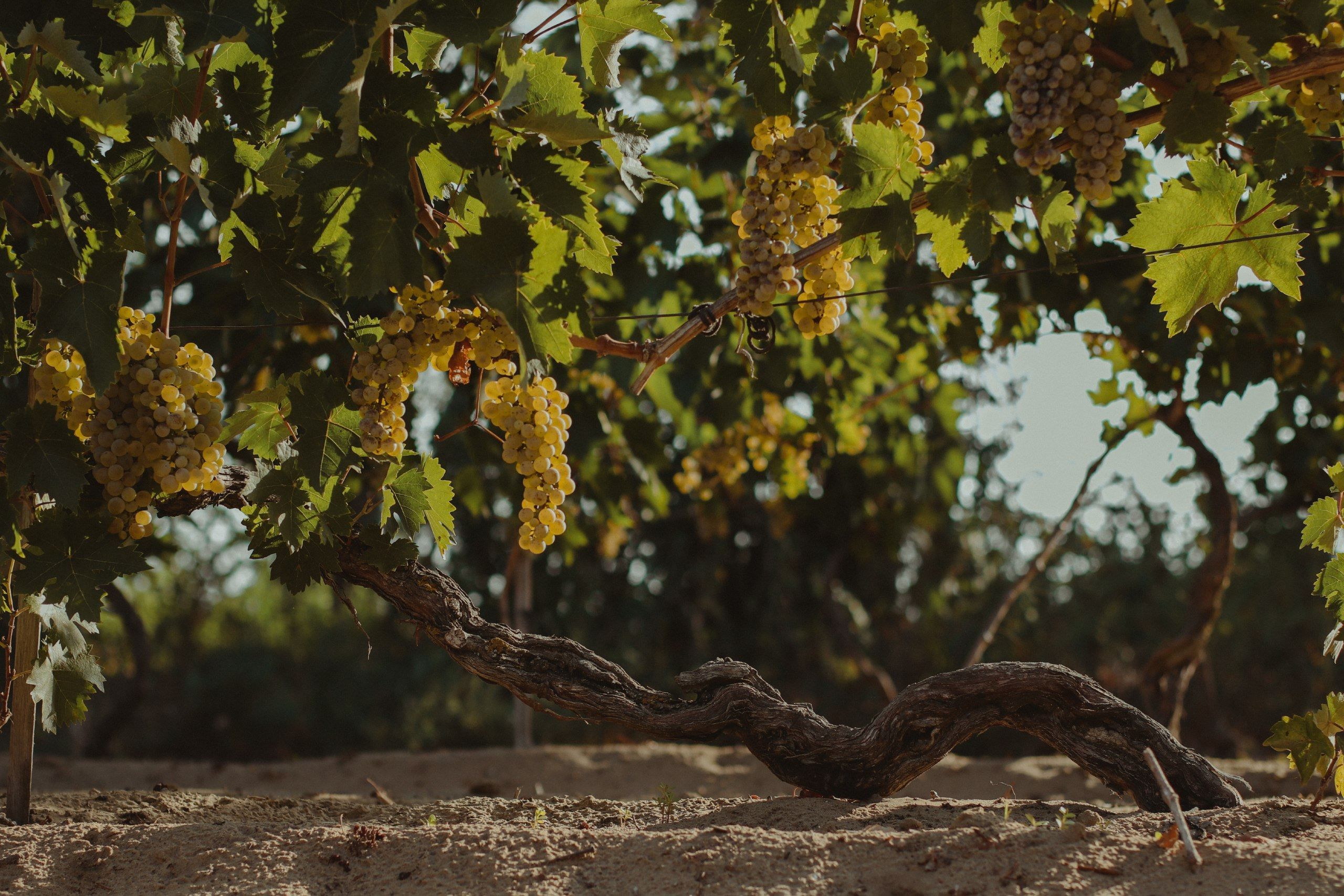 Тельті-Курук: в SHABO розповіли унікальний сорт винограду Тельті-Курук: в SHABO розповіли унікальний сорт винограду