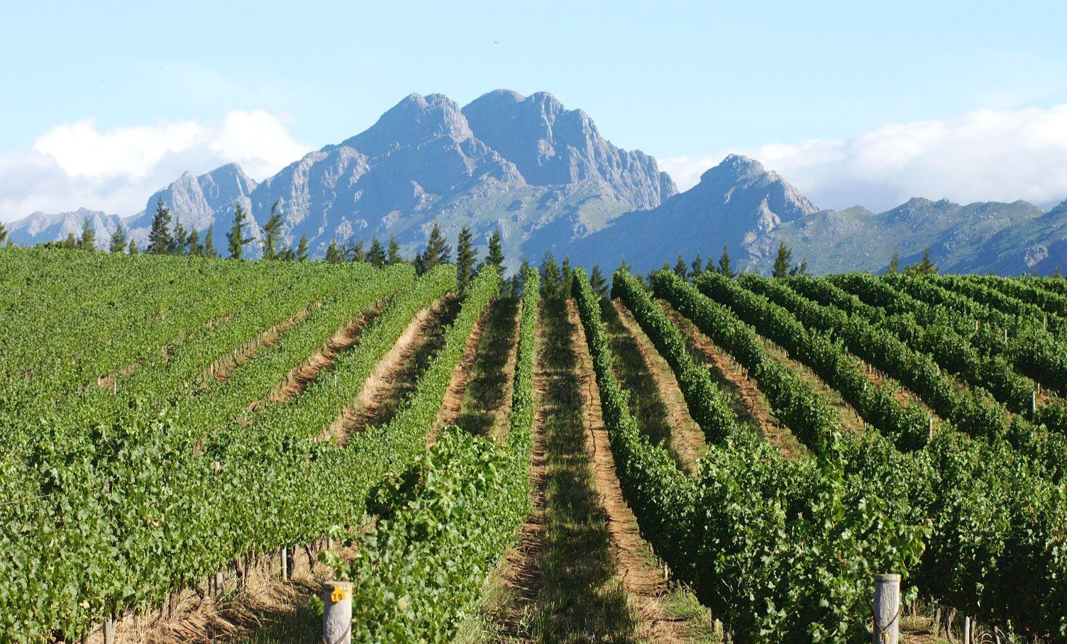 Неймовірні виноградники Південної Африки: фото маєтків з угіддями