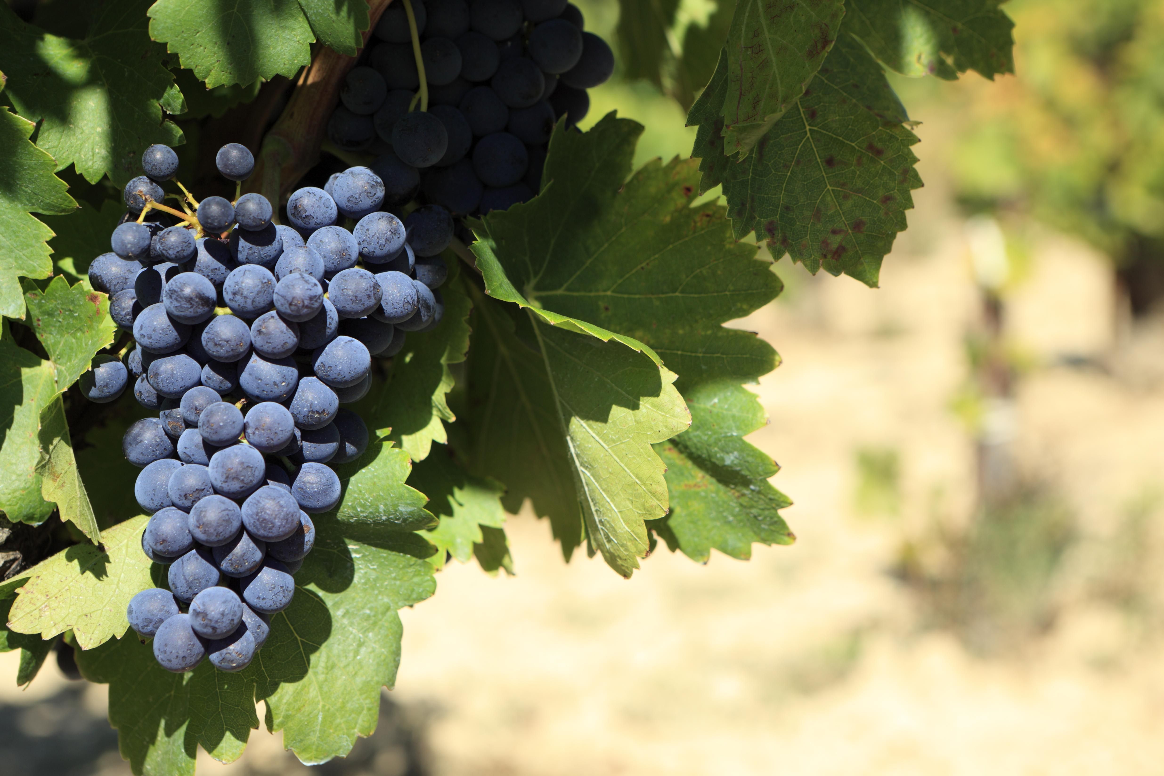 Каберне Фран: що потрібно знати про знаменитий сорт винограду 