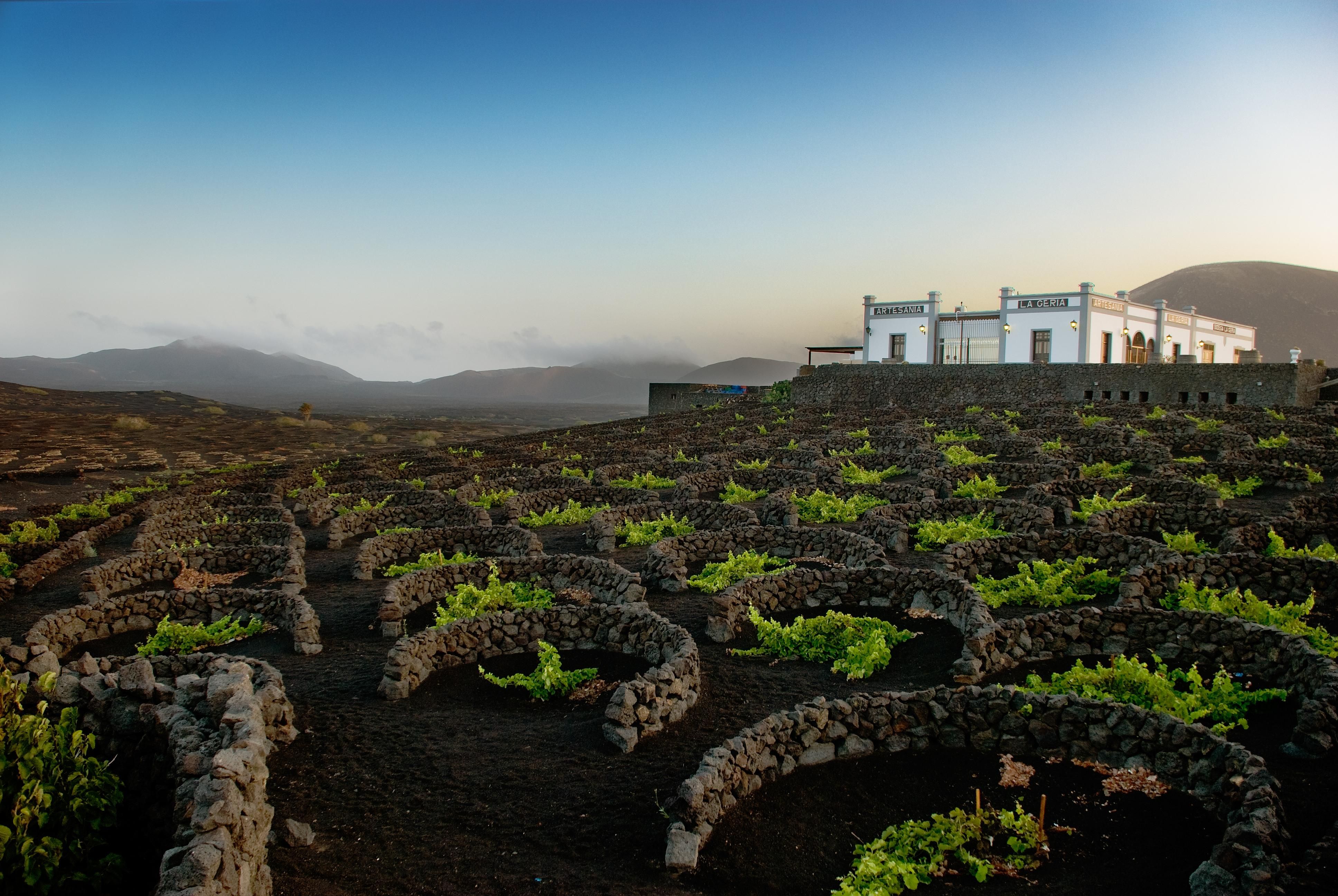 Як працюють виноробні на схилах вулканів – вражаючі фото й подробиці