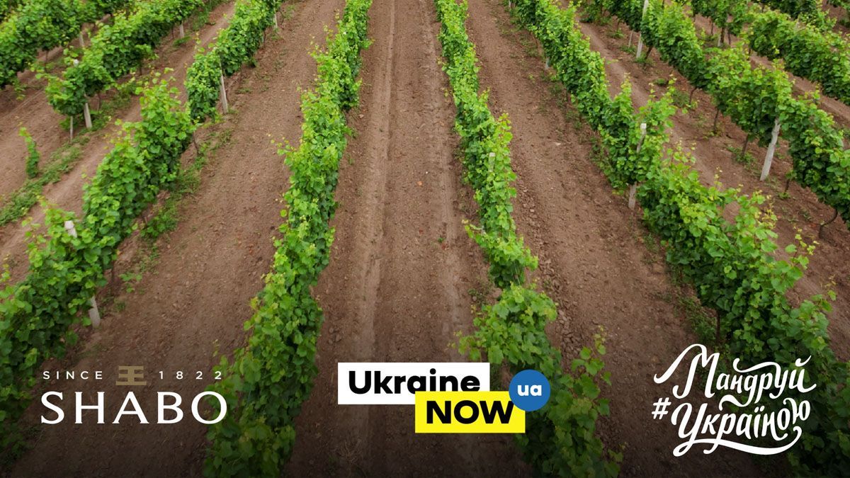 До Дня винороба та виноградаря створили лімітовану колекцію вина До Дня винороба та виноградаря створили лімітовану колекцію вина