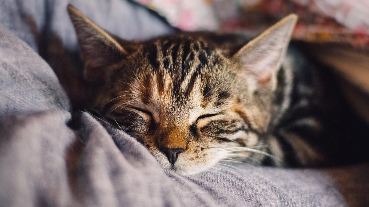 10 научных причин, почему вам нужно завести дома котенка