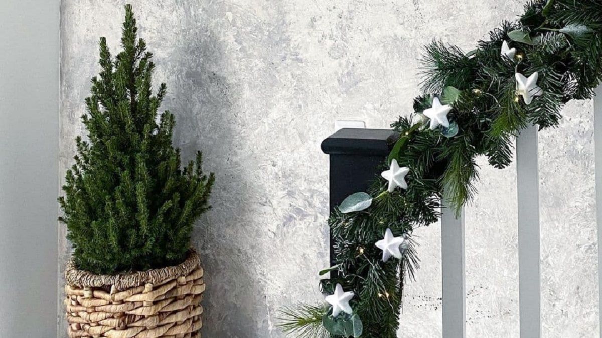 5 комнатных растений, которые заменят елку на Новый год
5 комнатных растений, которые заменят елку на Новый год