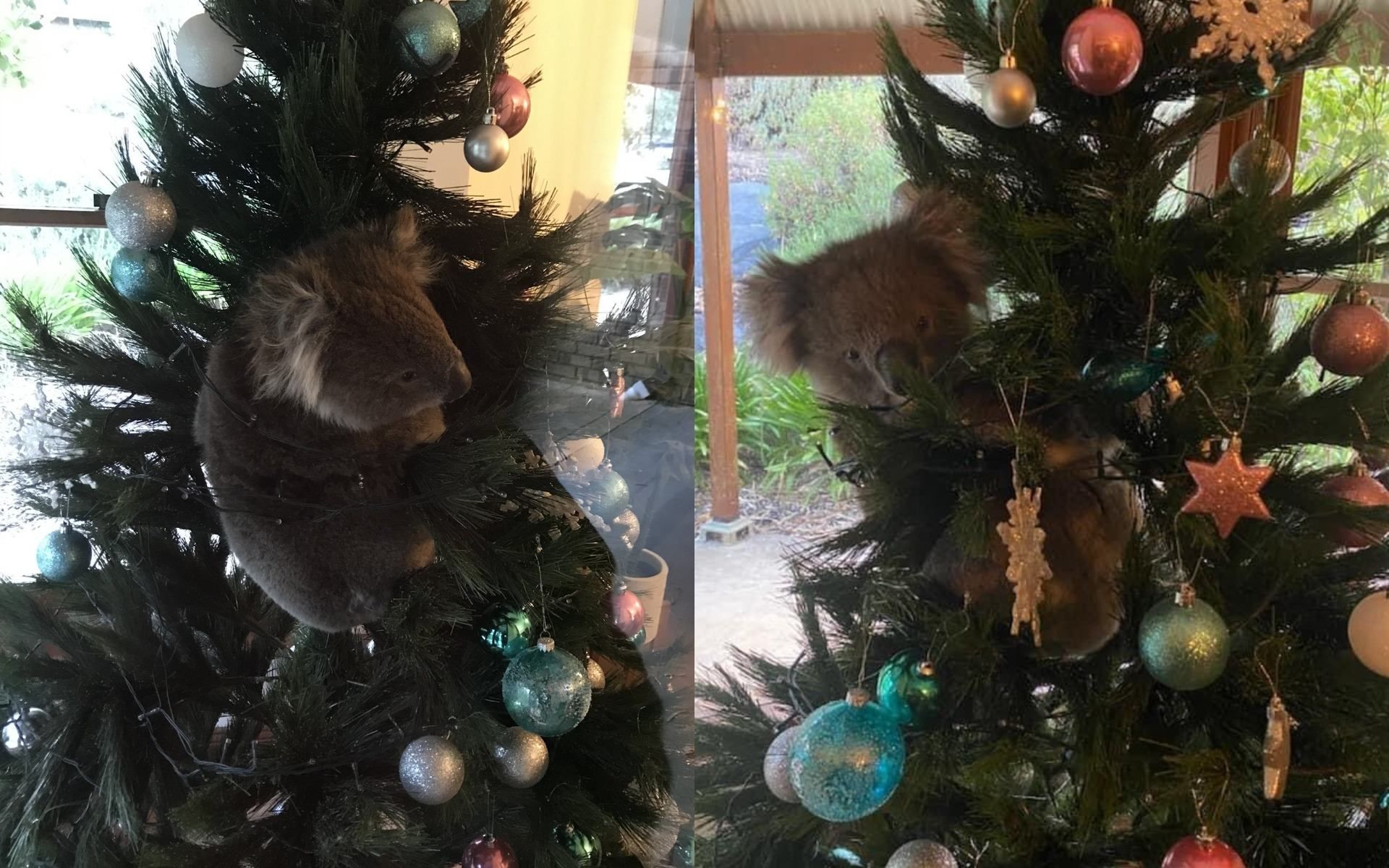 Санта в шортах, питоны и коалы  на елке: как празднуют Рождество в Австралии - фото
