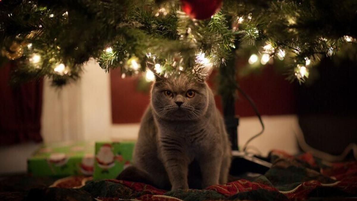 Котикам вход запрещен: 15 гениальных способов спасти елку от пушистых дебоширов Котикам вход запрещен: 15 гениальных способов спасти елку от пушистых дебоширов