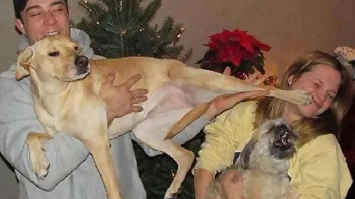 20 новорічних фотографій із песиками, які піднімуть вам настрій 20 новорічних фотографій із песиками, які піднімуть вам настрій