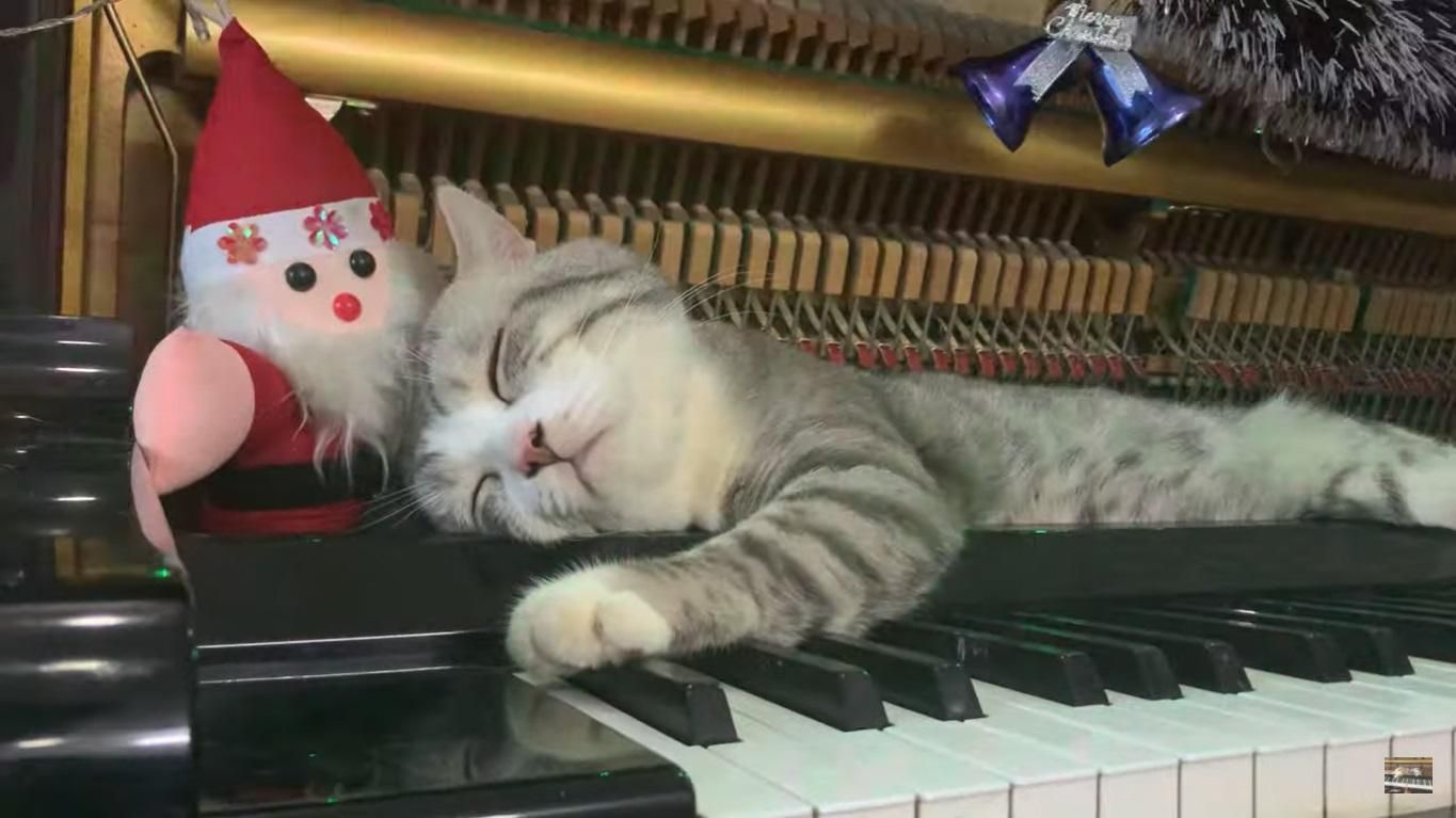Котик спит внутри фортепиано, пока его владелец играет рождественские мелодии: милые фото, видео