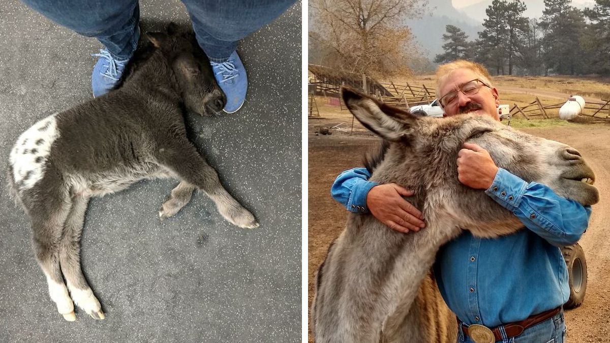 15 душевних фотографій, які зворушать навіть найсерйозніших людей 15 душевних фотографій, які зворушать навіть найсерйозніших людей