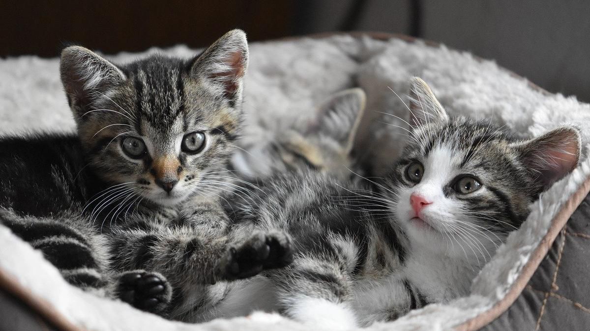 Забудьте за це: 5 поширених міфів про котиків, у які ми досі віримо