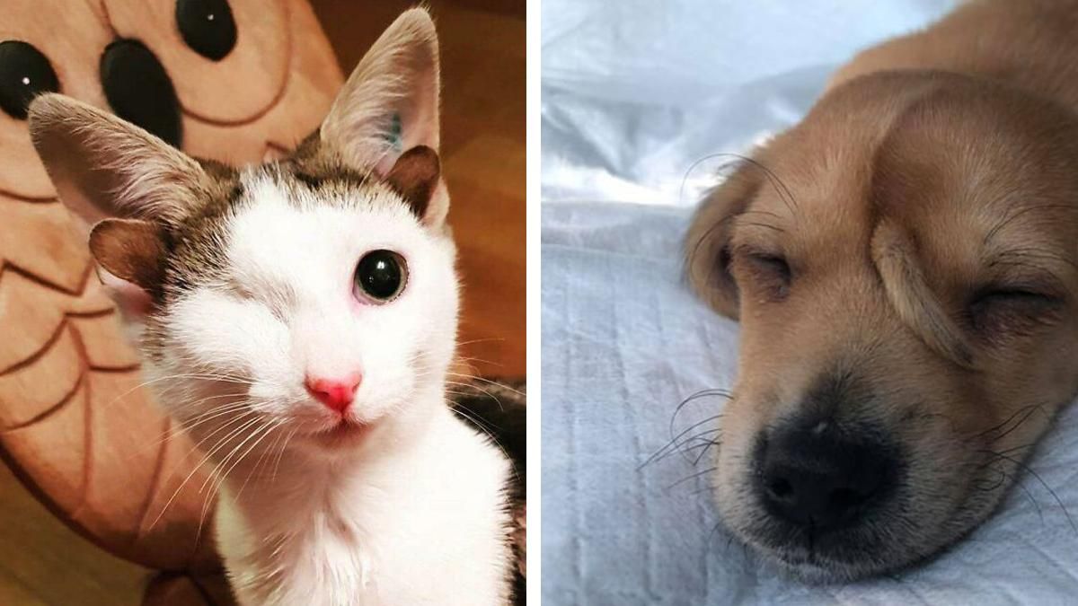 15 котиков и песиков с невероятными мутациями, которых хочется обнять: фото 15 котиков и песиков с невероятными мутациями, которых хочется обнять: фото