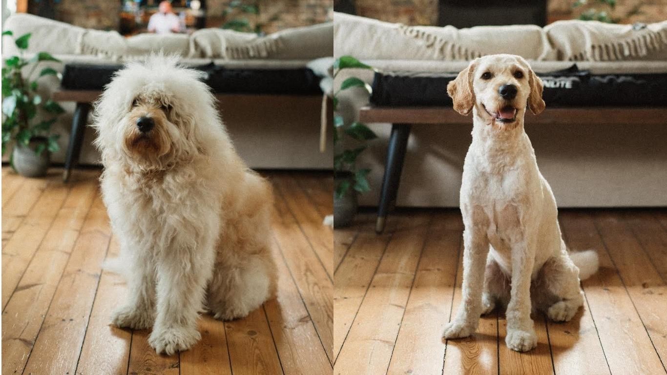 20 примеров, когда стрижка изменила собак до неузнаваемости: владельцы шокированы – смешные фото