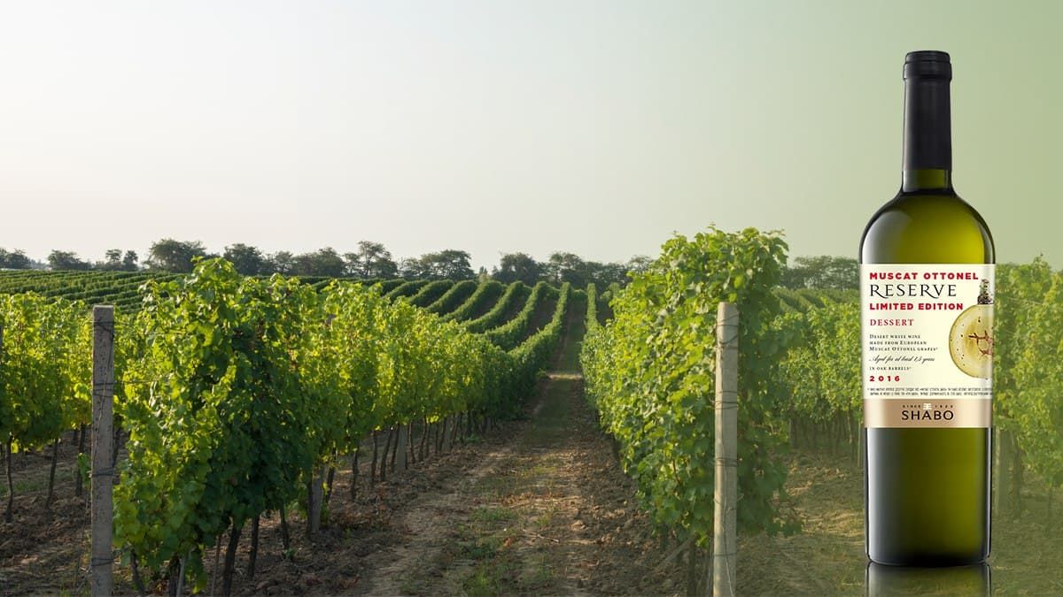 Візитна картка: десертне біле вино SHABO Reserve Мускат Оттонель - Life Візитна картка: десертне біле вино SHABO Reserve Мускат Оттонель - Life