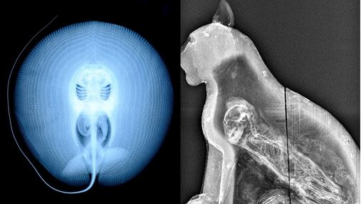 От египетского саркофага до Свинки Пепы: подборка самых странных рентгеновских снимков