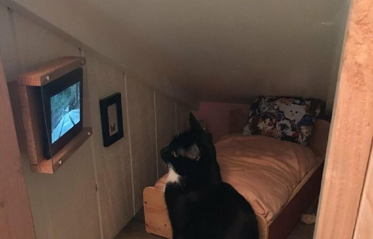 Любой позавидует: этот кот живет в крошечном доме с телевизором и кроватью - Life