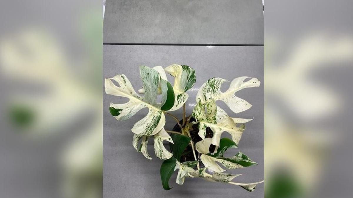На аукционе продали комнатное растение за 19 тысяч долларов: как оно выглядит