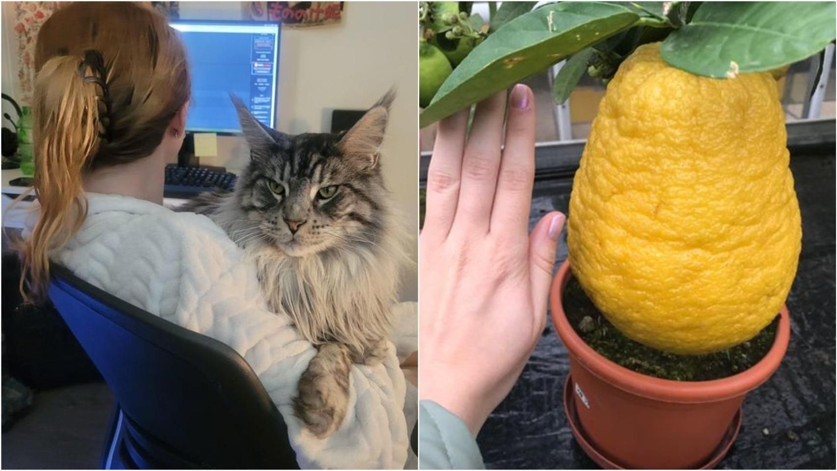 15 обычных предметов и животных гигантского размера 15 обычных предметов и животных гигантского размера