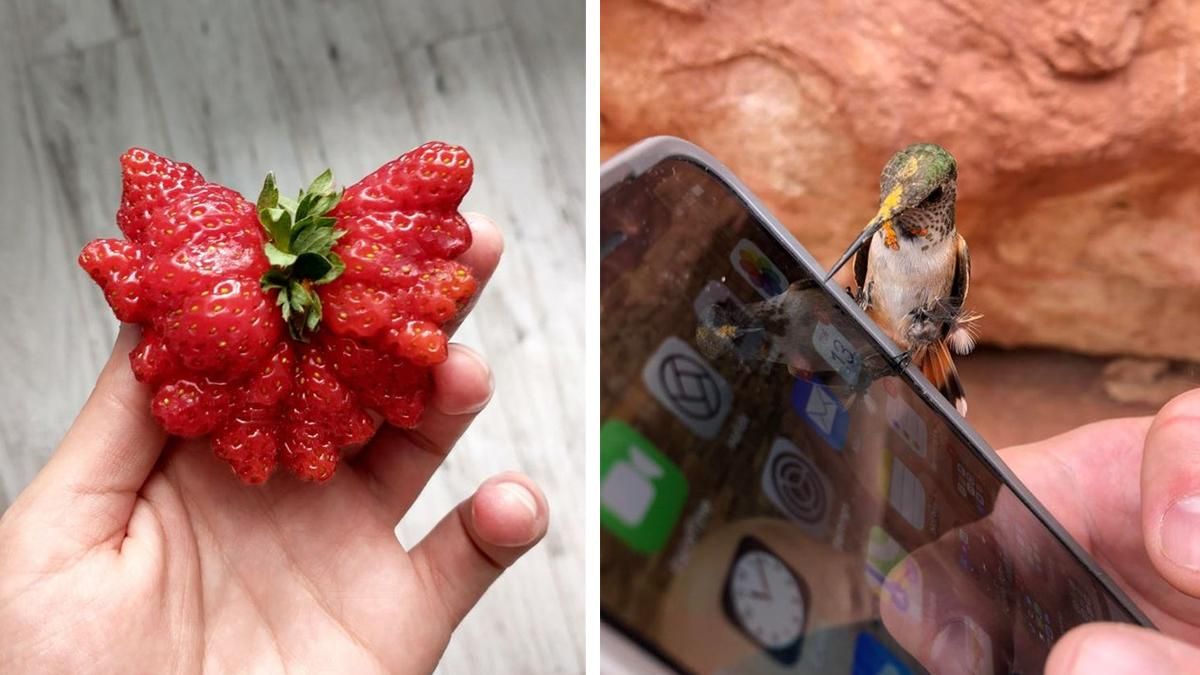 Невероятно: 10 людей, которым посчастливилось сфотографировать редкие вещи Невероятно: 10 людей, которым посчастливилось сфотографировать редкие вещи