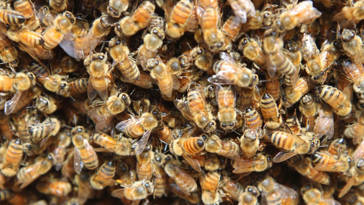 Семья купила уютный дом с "сюрпризом": там нашли 450 тысяч пчел