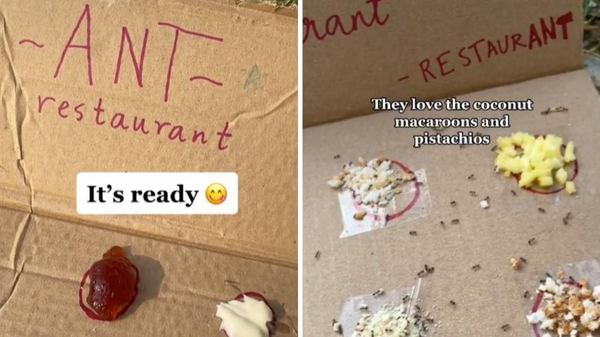 Блогерша открыла "ресторанчик" для муравьев:его увидели миллионы людей Блогерша открыла "ресторанчик" для муравьев:его увидели миллионы людей