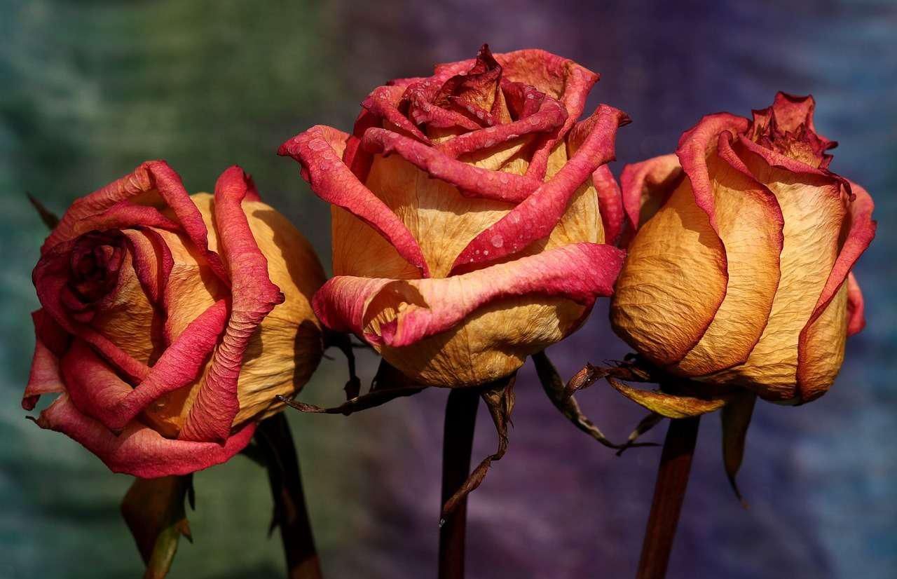 Збережіть свої спогади: 4 прості способи висушити квіти - Life Збережіть свої спогади: 4 прості способи висушити квіти - Life