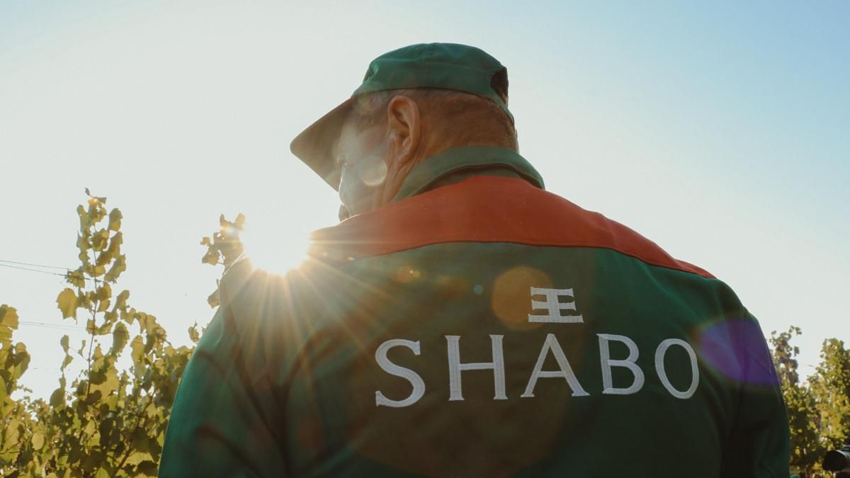 У SHABO стартував збір нового врожаю винограду: як все відбувається - Life