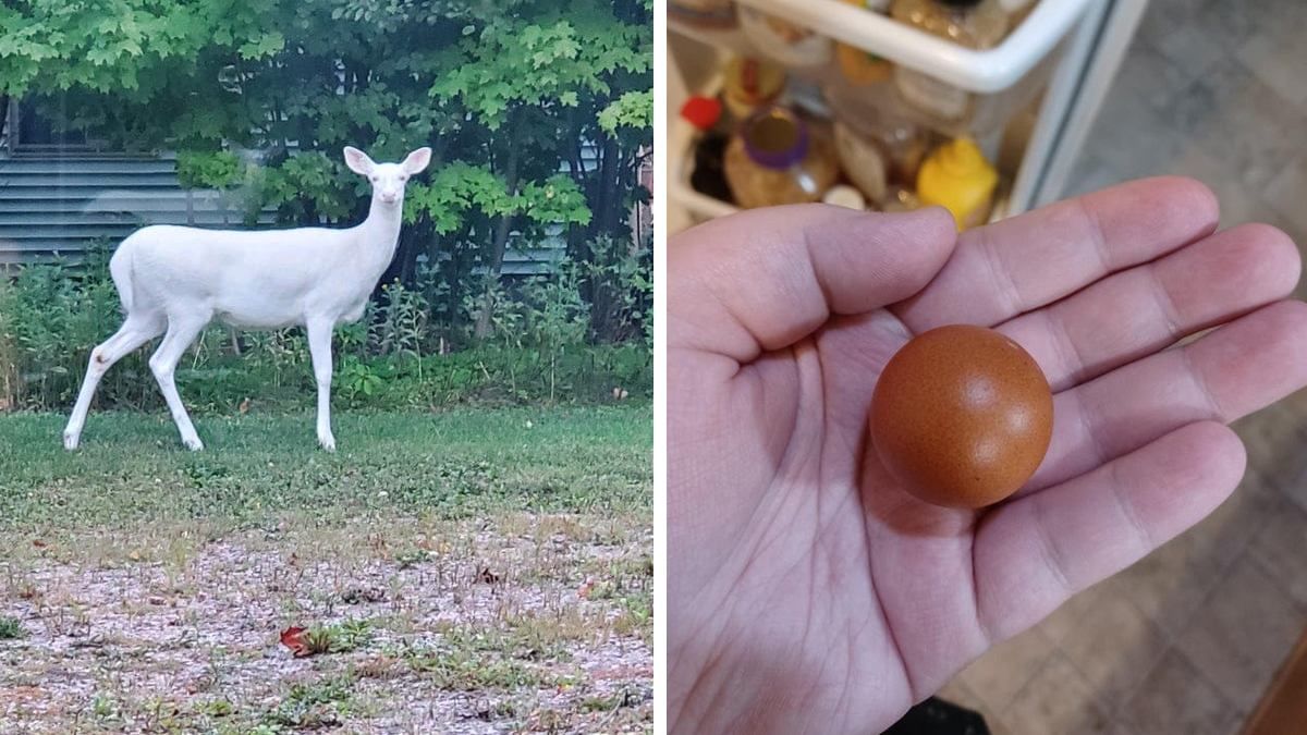 Ничего себе: 10+ людей, которым повезло сфотографировать что-то уникальное Ничего себе: 10+ людей, которым повезло сфотографировать что-то уникальное
