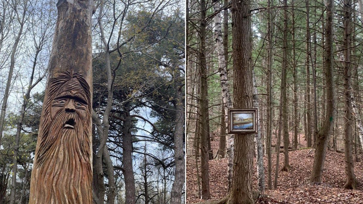 10 незвичних речей, які люди побачили в лісі: цікаві фото - Life