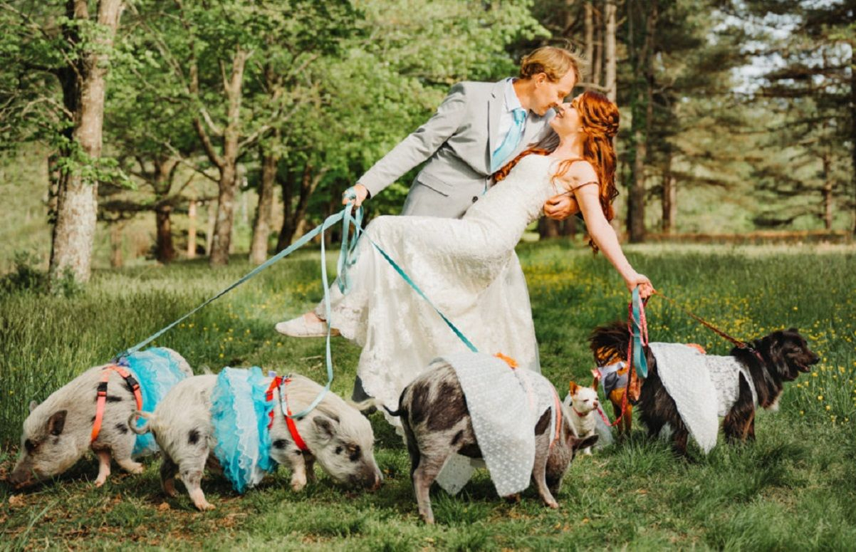 Весілля з поросятами та песиками: пара запросила на святкування всіх своїх тварин - милі фото - Life