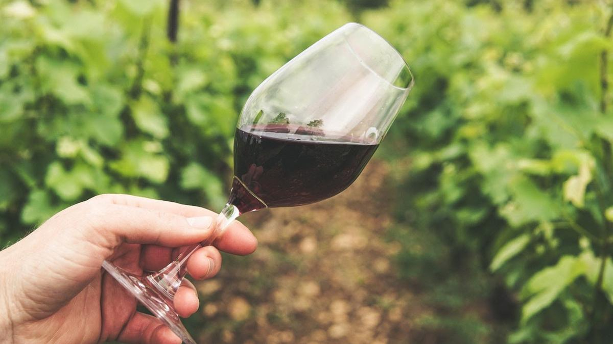 Почему сухое вино так называется: простое объяснение - Life