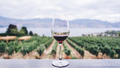 Как производят вино в Израиле: интересные факты