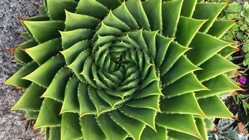 10 унікальних рослин, схожих на витвори мистецтва: неймовірна фотодобірка