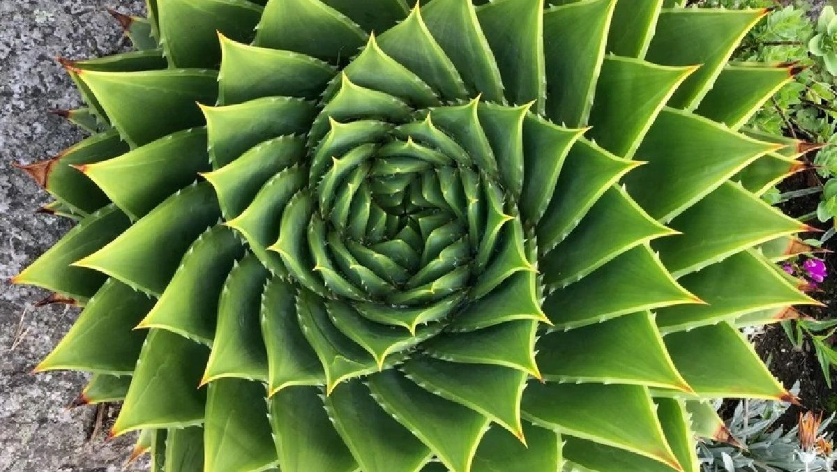 10 унікальних рослин, схожих на витвори мистецтва: неймовірна фотодобірка - Life