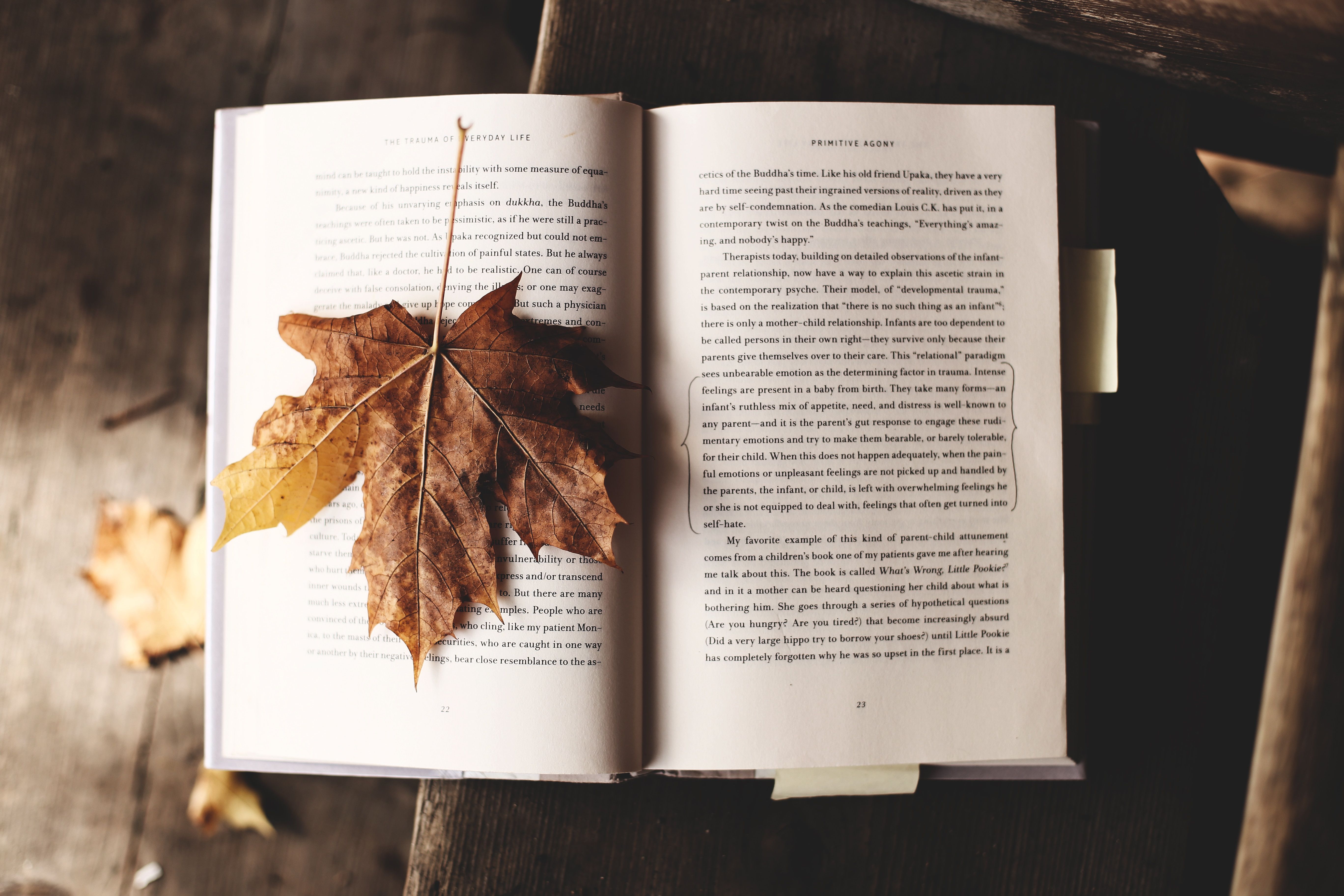 Книжкові новинки осені 2023 – що почитати восени