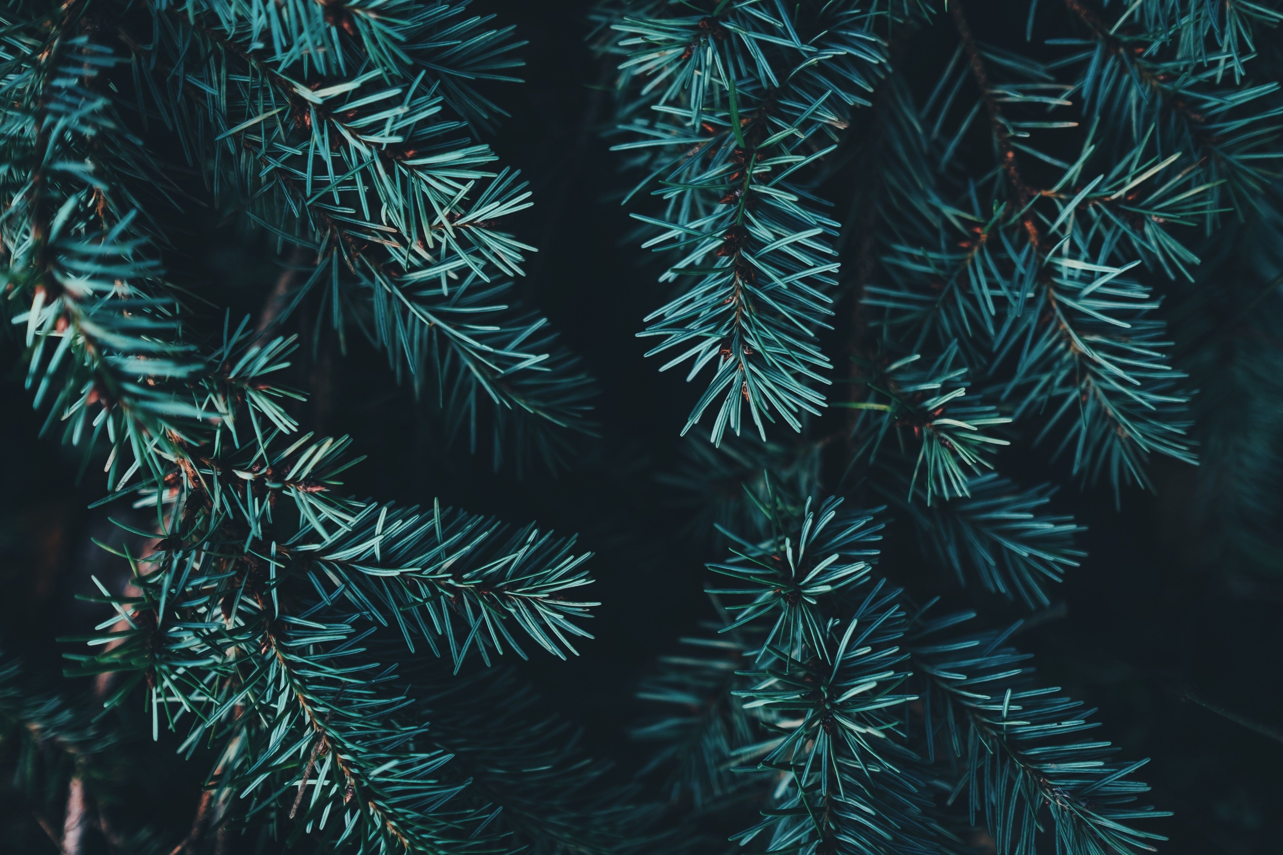 На праздничном дереве скрылось маленькое животное На праздничном дереве скрылось маленькое животное