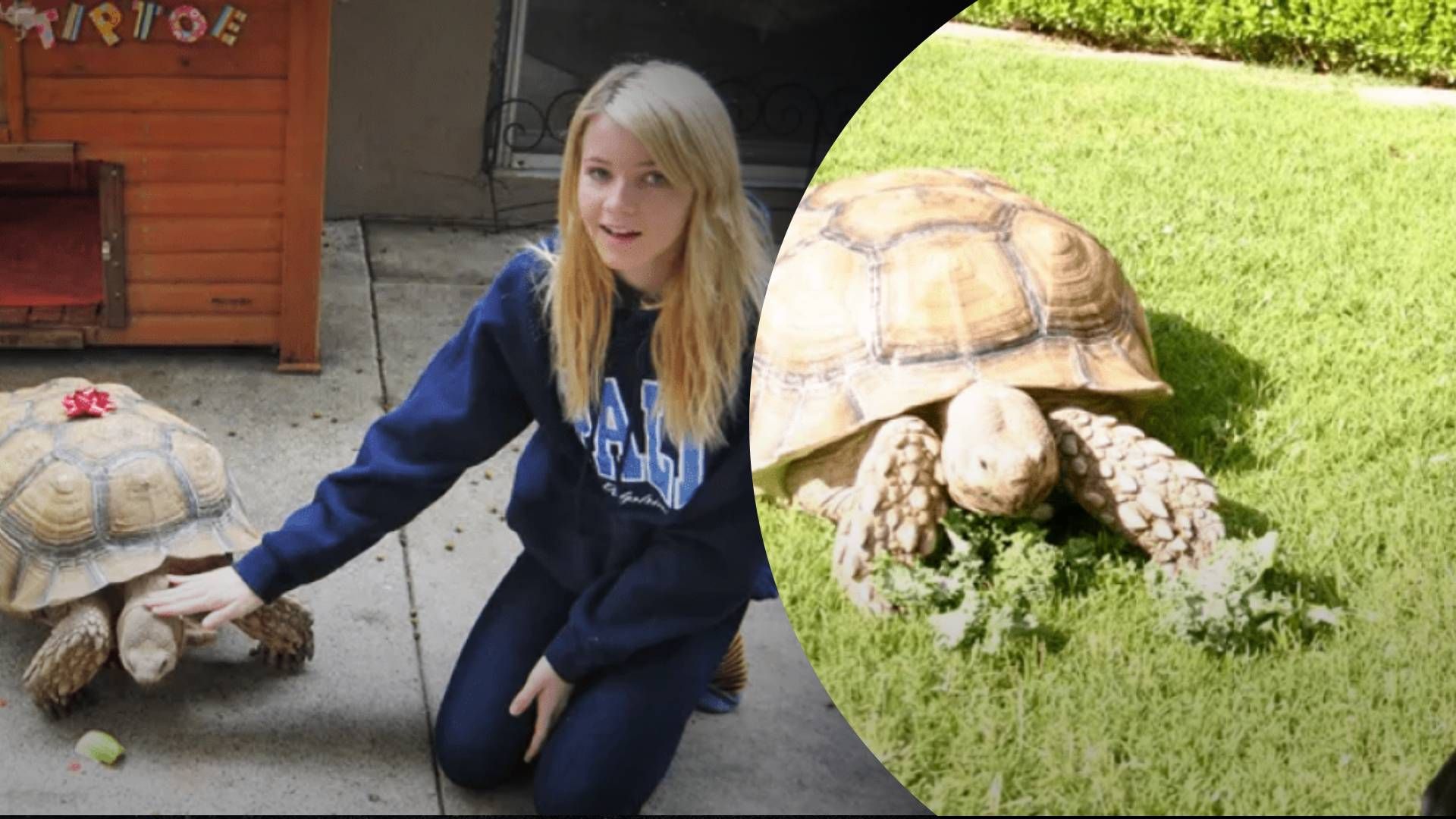 Девушка стала популярной благодаря черепахе - Life