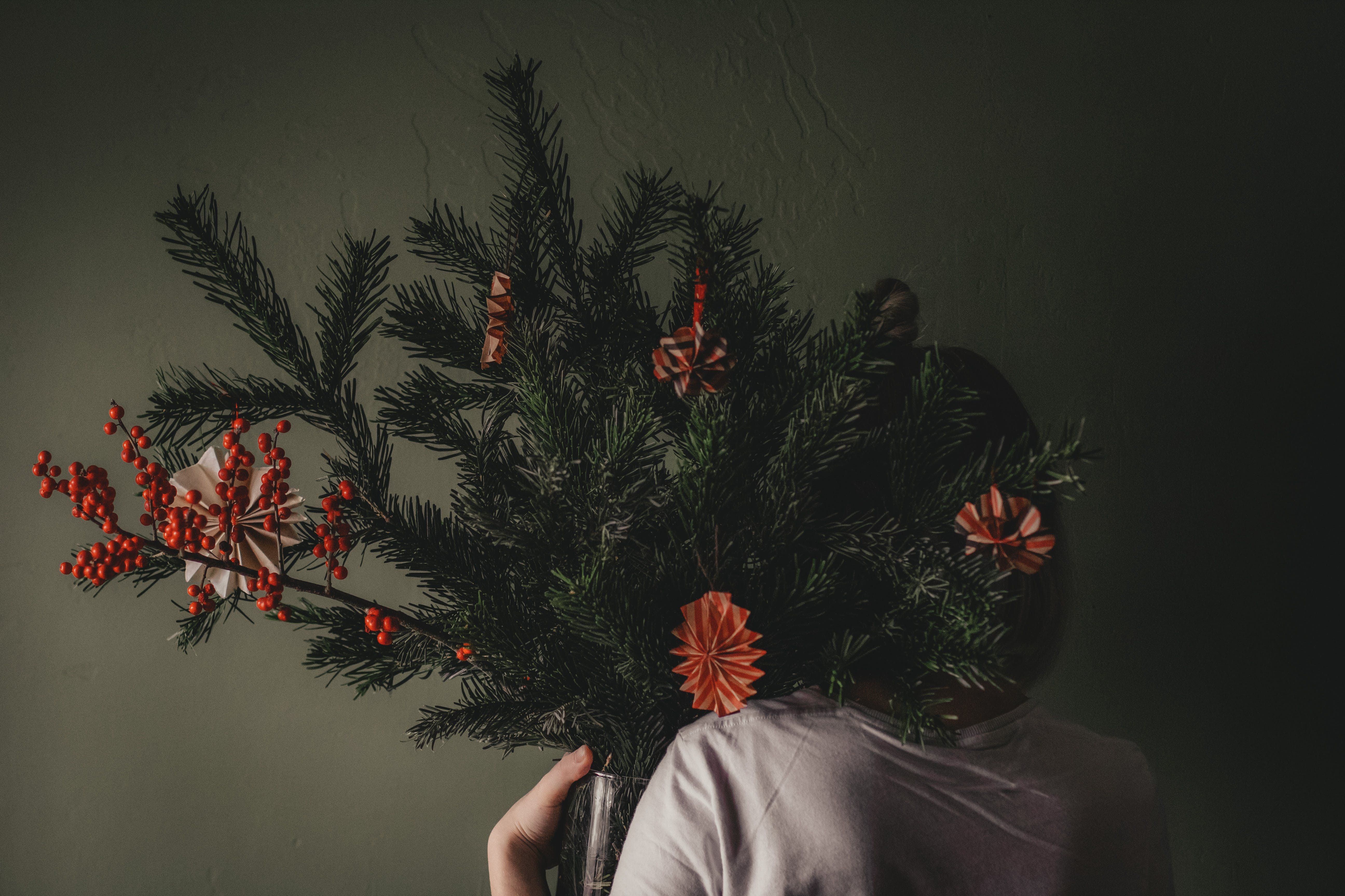 Елка – не единственное растение, которое может украшать дом зимой